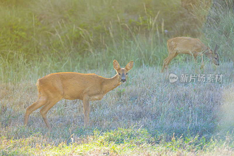 鹿(Capreolus Capreolus)在农田之间的田野路上，母子俩。Bergueda。